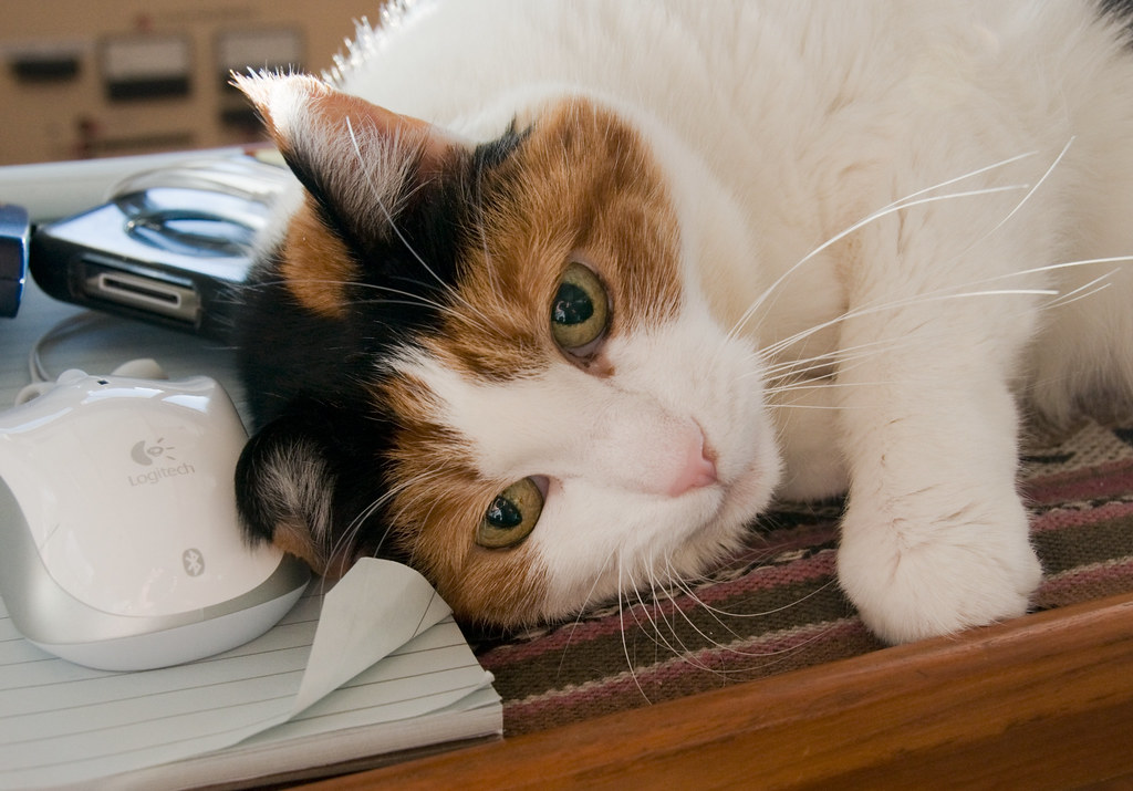 Lucy the Cat - April 24, 2009