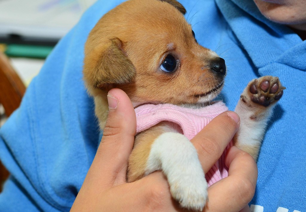 'Peanut' Just the cutest little thing!