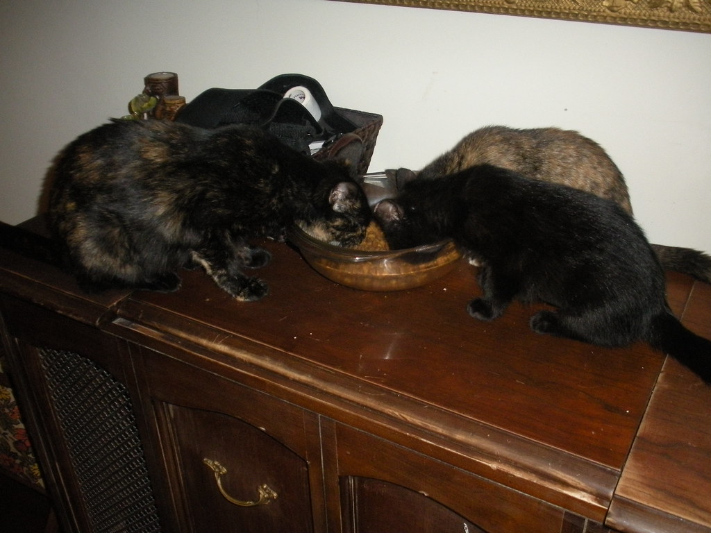 Foster kittens and foster mom