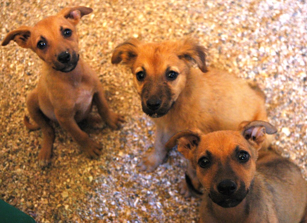 3 puppies from the same litter: Miss Bambie Buttram, Miss Fuzzy Orange, and Miss Rose Alice Lane, without their brother Blue, Restaurant, Baja, Mexico