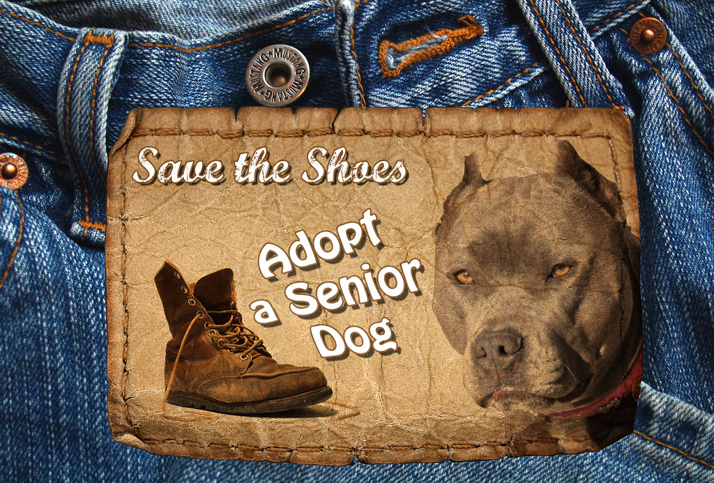 Adopt a Senior Dog Month, November, Save the Shoes